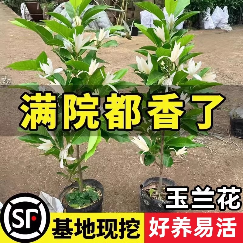 White Orchid Potted Perfume Magnolia Saplings with Buds All Year Round Flower Plants Fragrant Yellow Horn Orchid Balcony Courtyard