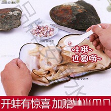 珍珠蚌自己开蚌取珍珠淡水活蚌壳河蚌多珠单珠鲜活真空打批垒德株