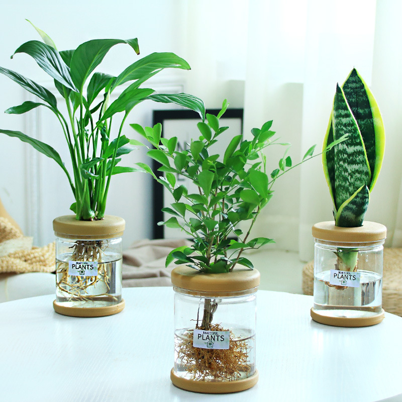グリーンラタン水耕栽培ホルムアルデヒド除去鉢植え金のなる木ミント富竹屋内花緑植物オフィスグリーンラタン|undefined