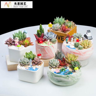 Succulent Ceramic Set Combination Succulent Plant Combination Potted Package Including Pots and Soil DIY Potted Materials Free Shipping