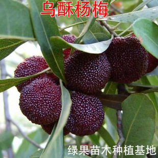 ��÷Ʒ�N-���֗�÷���� �޽ӗ�÷�� ���Ե��Թ����箔��Y��