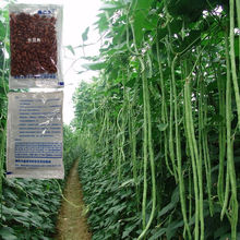 �߮a�����N�����L�ļ����ﶬ�����ļ����ǷN�Ѵ�ȫ�߲˷N���L����