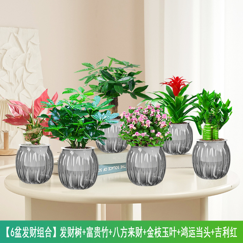 [6화분 행운조합] 돈나무 + 행운죽 + 사방에서 오는 부 + 금가지와 옥잎 + 홍