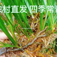 野生新鲜石菖蒲水菖蒲泡水苗龙根鱼缸养龟盆栽净化水培土现挖厂家
