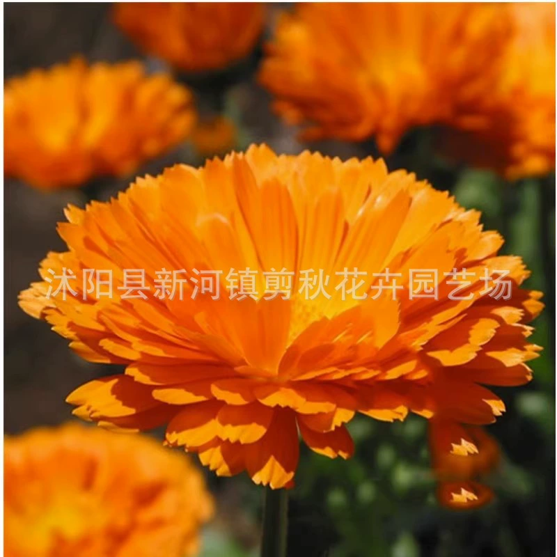 Семена календулы морозостойкие ландшафт двор балкон семена хризантемы в горшках озеленение Ландшафтные цветы трава Цветы Семена оптом