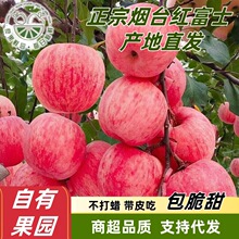 全年供应山东烟台红富士苹果新鲜水果整箱批发产地直发一件代发
