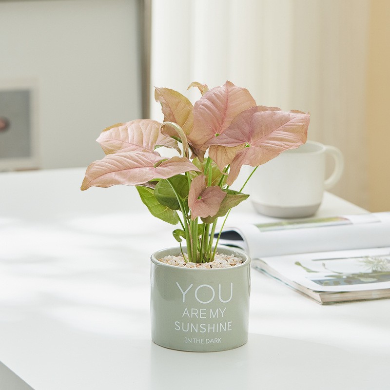 红粉佳人合果芋彩叶芋盆栽绿植粉色恋人桌面室内花卉好养易活美观