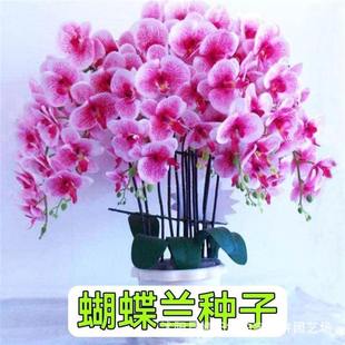 �����m���N�Ӻ����m�����̨�����ļ��׷N��ֲ���Ѯ����_������