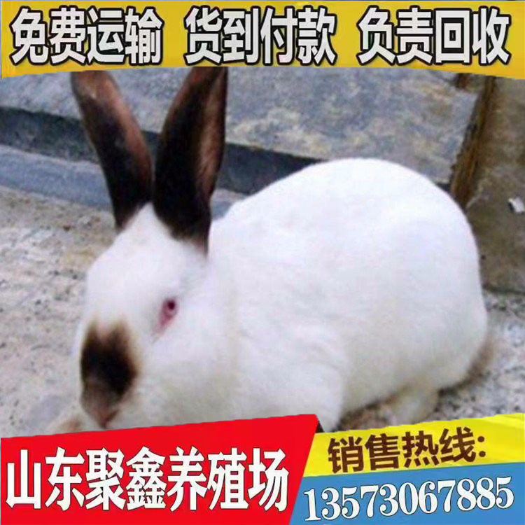 conew_conew_u=3413245881,23435