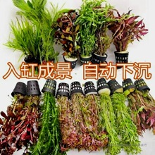 �~���쾰���wֲ��ˮ�����b���ˮ���к����o��ˮ���ײͺ��B�ͻ�