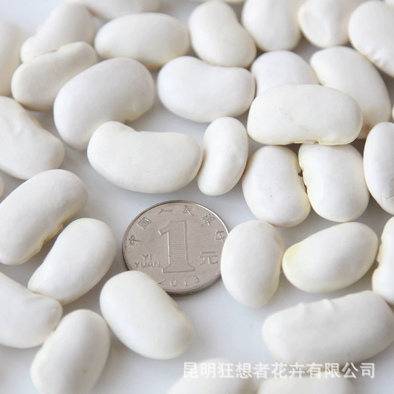 Dry Flower DIY Materials [Dry Fruit] Madman Sommelier Candle Plant Simagon Handmade Class Dry Flower Dry Branches Material