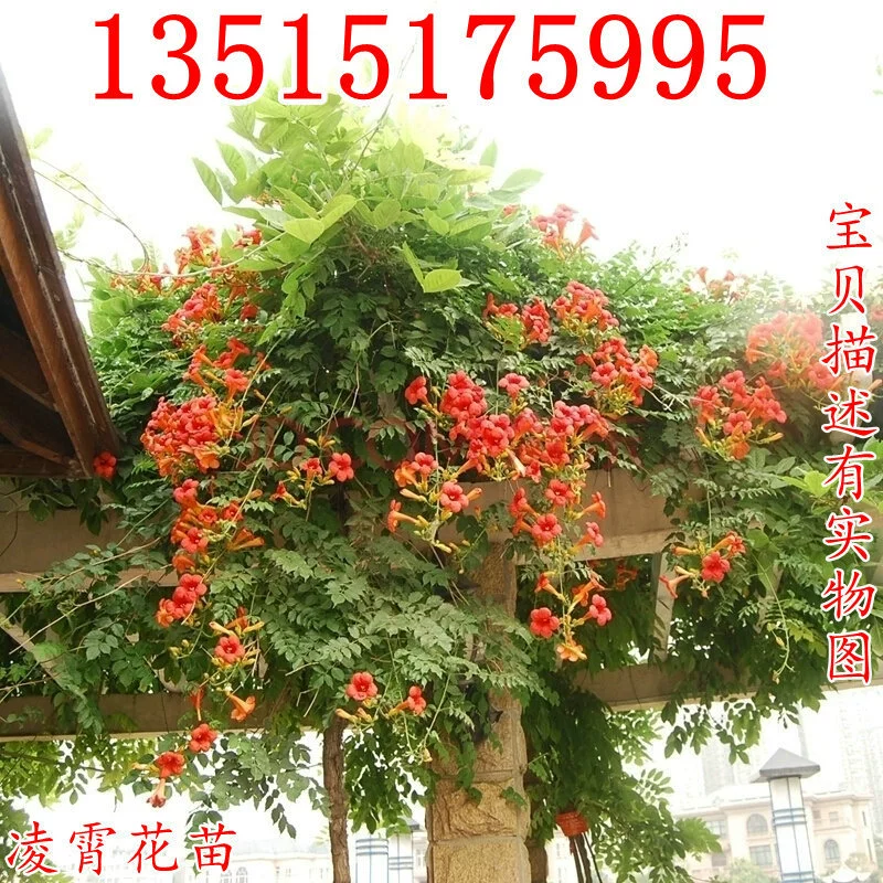 Труба Лиана саженец, саженец дерева, вьющиеся растения, озеленение, двор, вьющиеся растения, Глициния, Пушка гвардии цветок Саженец