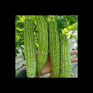 �;G��ϷN�����ļ��̨�����߲˷N�ӹϹ��L�G��ϷN�Ѱ׿�ϷN��