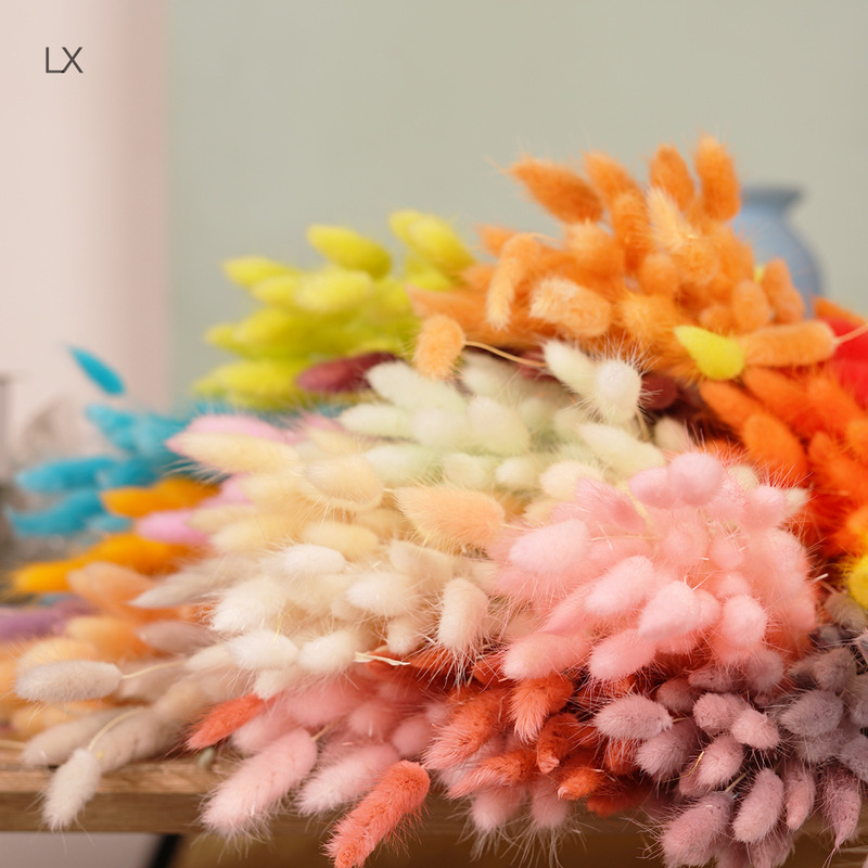 Dried Rabbit Tail Flower Manufacturer Wholesale Rabbit Tail Grass Dog Tail Grass Dried Flower Immortal Flower Small Bouquet Home Decoration Ornaments