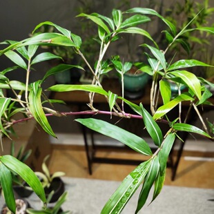 �����҃������h֧�Ϻ����辰ͥԺ�҃�����Gֲ΢�辰�������^�p��