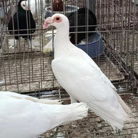 短嘴大鼻子鸽  长嘴大鼻子鸽子 黑大鼻子观赏鸽 红色 弯梁大鼻子