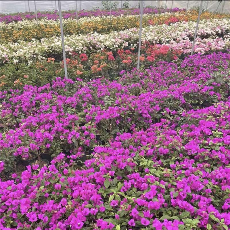 Ciruela triangular planta en maceta nueva variedad de flores de flores de rosa balcón patio aire purificado cuatro estaciones flores bonsai
