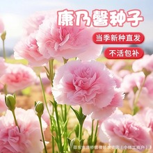 重瓣康乃馨种子四季开花大花混色盆栽耐寒易活绿植花卉种籽