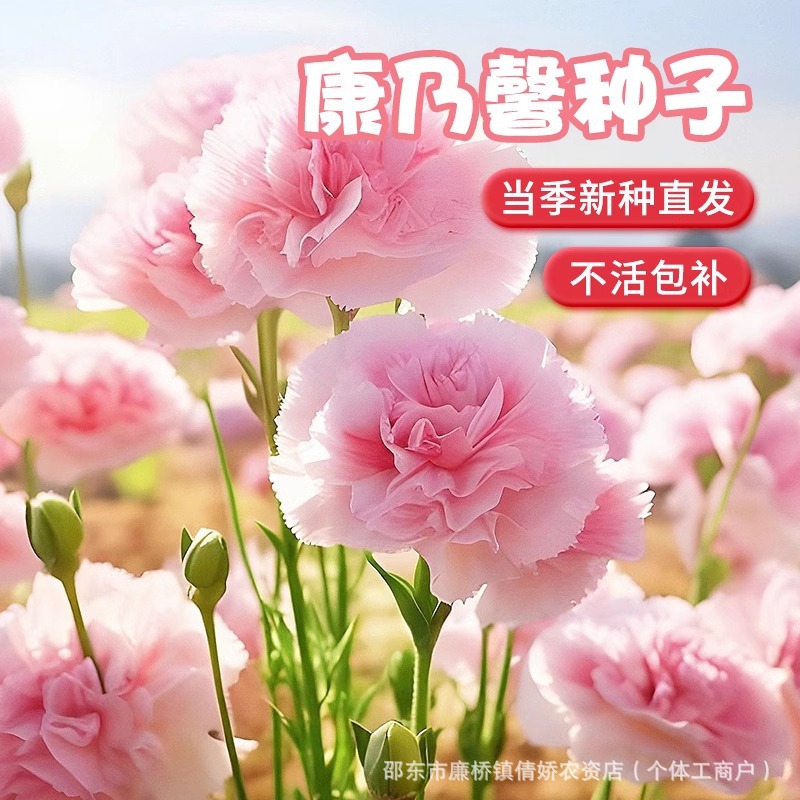 重瓣康乃馨种子四季开花大花混色盆栽耐寒易活绿植花卉种籽