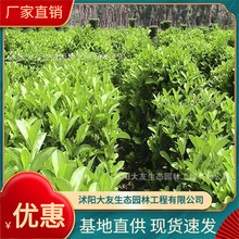 ձl ԮaN  ƷNRȫ^쾰̾G