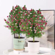 �ɼt÷��������ɫ÷����ѩ��÷�҃Ȼ�������һ���ɫ�̨�ļ����x