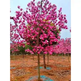 盆栽;灌木;乔木