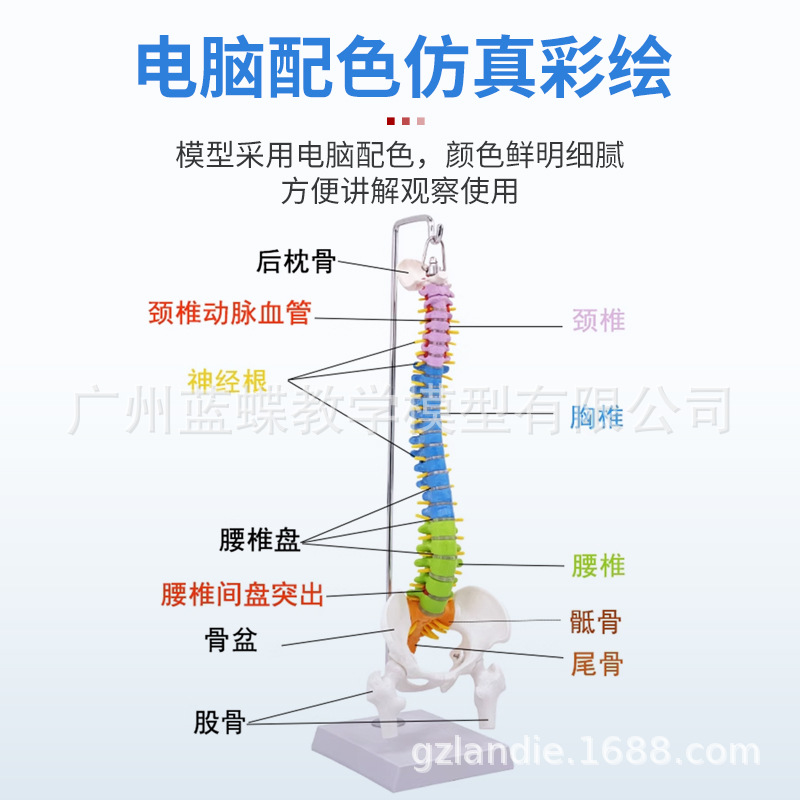 ���弹��ģ��1:1����������ϰ��׵ģ�;�׵��׵�������ģ�͹Ǽ�