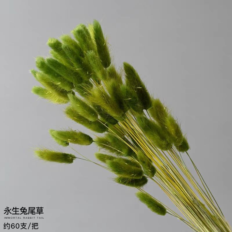 녹색 토끼꼬리풀 120개 묶음