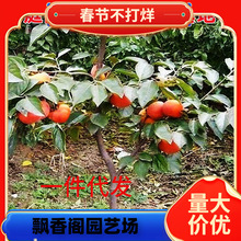 һ�����l�ش����������ͥԺ��������ϱ����Nֲ�𾧸�ƽ�o�˴���