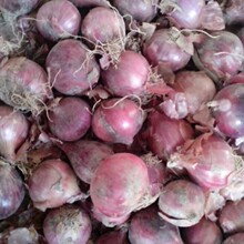 С�t�[ 3-5cm SHALLOT ���ڷ����e ӡ��