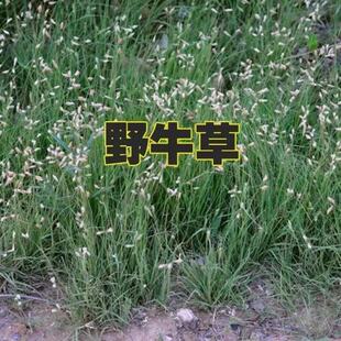 Ұţ�ݷN���o�¹�����ƺ�ݷN�Ѱ����ļ��L���ͺ��ͺ���ƺ�N��