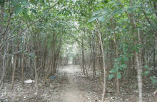 一件代发流苏树苗别墅庭院风景流苏花大树四月雪观赏白色园林绿化