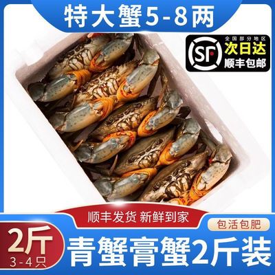 Scylla Fresh Three Large Crab collocation Scylla Seafood butter Manufactor wholesale