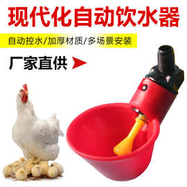 供外贸小鸡用饮水碗鸡用饮水器鹌鹑鸟喝水罐鸽子喝水碗厂家批发