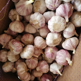 蒜;洋葱;脱水蔬菜
