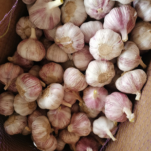 �ӹ����N���b���l���� 4.5-6.0cm����W�������F؛����̎���Ƀ�