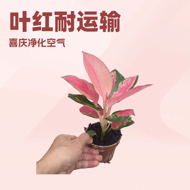 Посылаются напрямую с базы, комнатные зеленые растения для офисного стола, толсторебристая трава, китайские красные листья в горячем стиле интернет-знаменитостей, свежие красные цветы, небольшие горшечные растения.