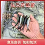 四大养殖鱼家鱼草鱼苗