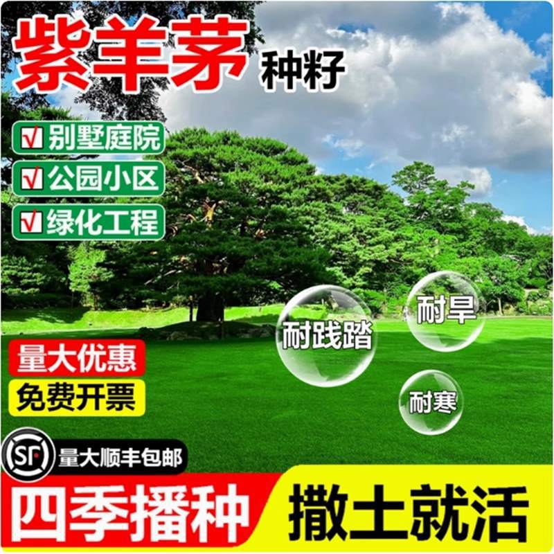 草坪种子高原种植紫羊茅护坡耐抗旱耐践踏紫羊茅高羊茅草籽种孑籽