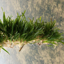 厂家批发庭院水池水草 苦草苗花坛湿地水体绿化 植物园风景区水景