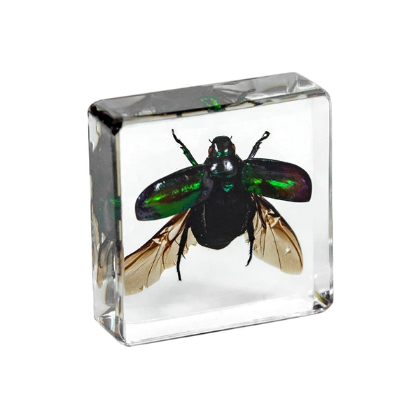 3.8cm small square with gorgeous wings spread