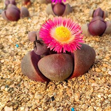 �G�����ϵ�����ʯ�����ⷬ�ӿ�ϡ�г���PPԪ���k��������