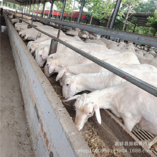 Сβ����С��� Сβ����ͶŲ��d���Ă�Ʒ�N�� �Bֳ������