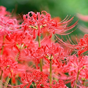 ��Խ�˰����N������ɳ�A���N�t��ʯ���҃�����ֲ����צ�����Ի���