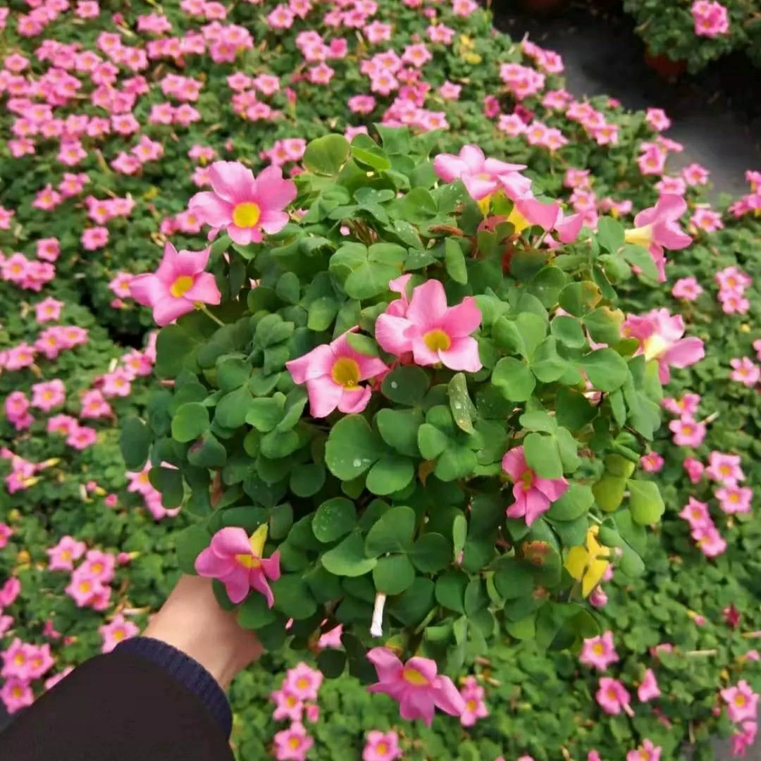 2112 Поставка импортного крупноцветного гибискуса щавеля фиолетовый лист сафлорового зеленого горшечного цветочного горшка