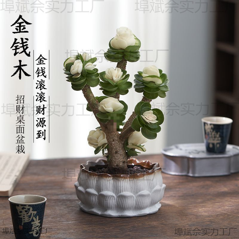 Money Tree Potted Succulent Plant, Suitable for Indoor Living Room, Office Desk, Easy to Care for All Year Round, Green Plant and Flower Money Tree Potted Succulent Plant, Suitable for Indoor Living Room, Office Desk, Easy to Care for All Year Round, Green Plant and Flower