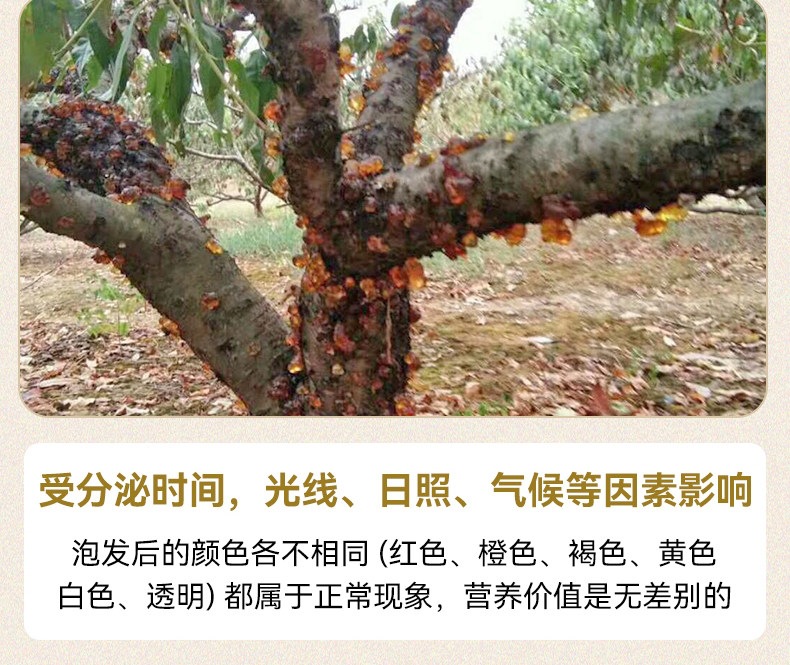 Peach Gum Tao Jiao 桃胶 Dried Resin with White Fungus Soup Pack 500g for Sweet Dessert Soup in use