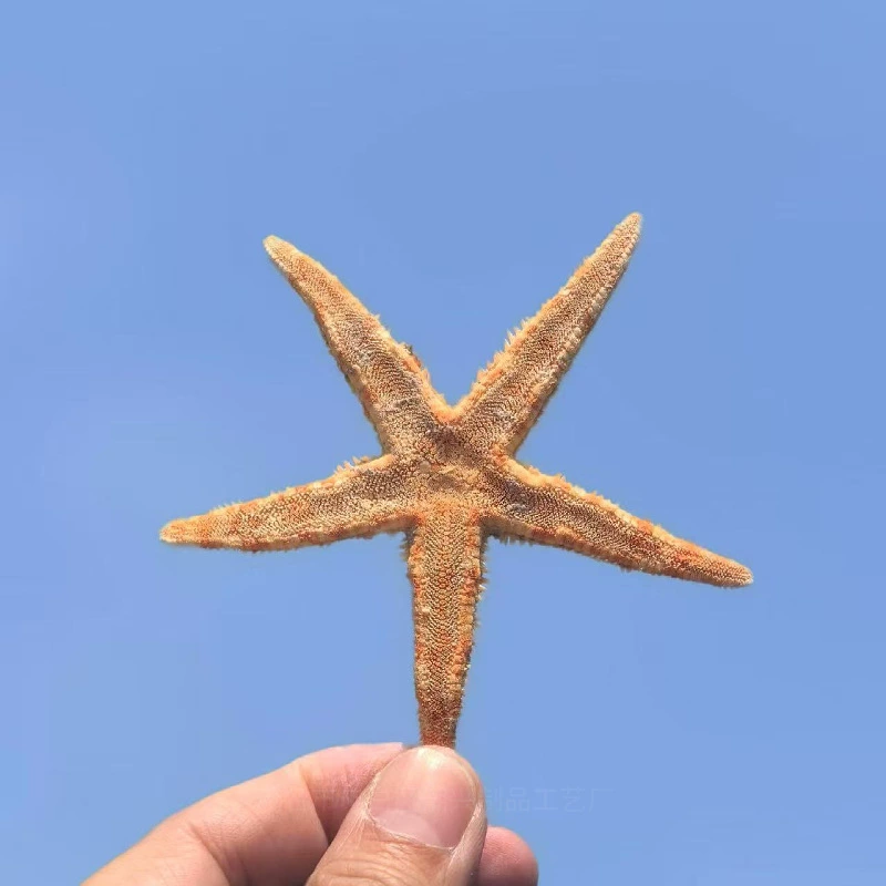 Natural conch shell five-finger storefront steamed bun starfish specimen Mediterranean podium decoration wall plaque collection