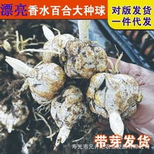 香水百合百合种球 百合种子球根花卉植物盆栽绿植带芽鲜切花种球