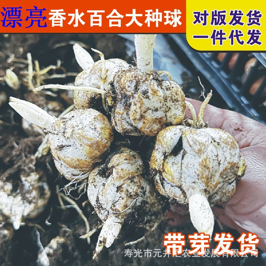 香水百合百合种球 百合种子球根花卉植物盆栽绿植带芽鲜切花种球